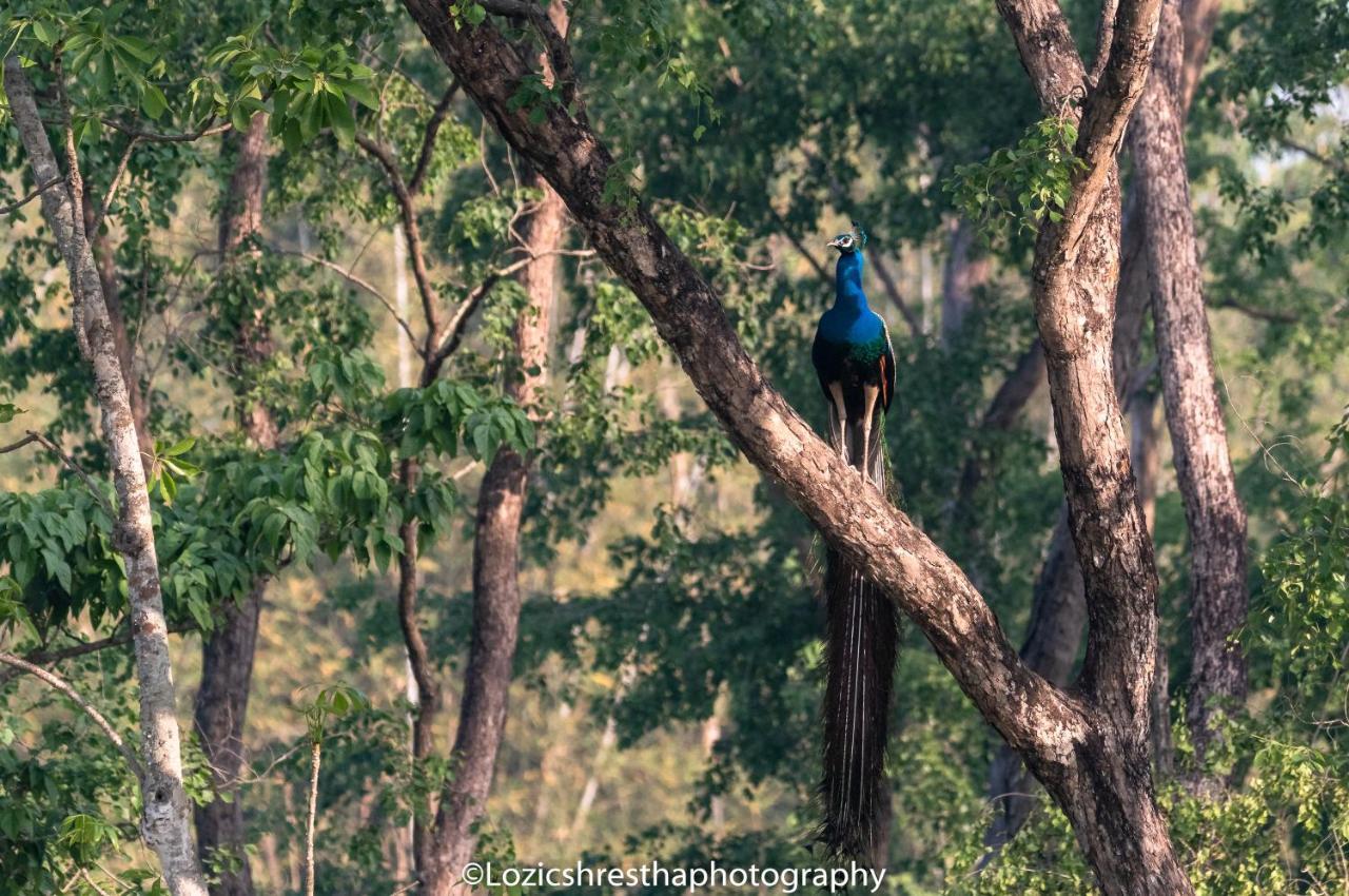Eden Jungle Resort Sauraha Exterior photo